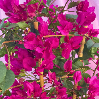 Bougainvillea close